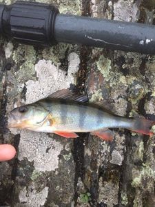 European Perch