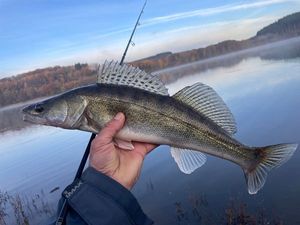 Zander
