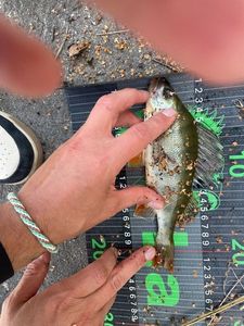 European Perch