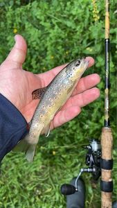 Brown Trout