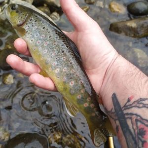 Brown Trout