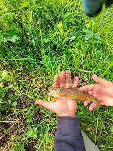 Brown Trout