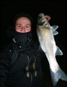 European Bass (Seabass)