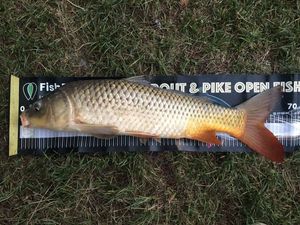 Common Carp