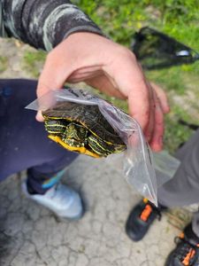 Red-Eared Slider