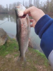 Rainbow Trout