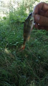 European Perch