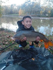 Common Carp