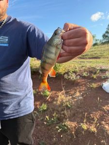 European Perch
