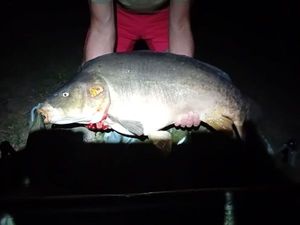 Mirror Carp