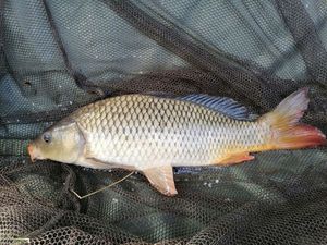 Common Carp
