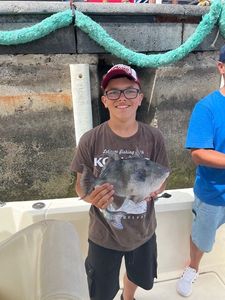 Triggerfish