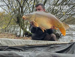 Mirror Carp