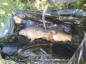 Mirror Carp