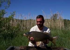 Common Carp