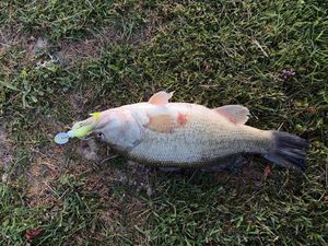 Largemouth Bass