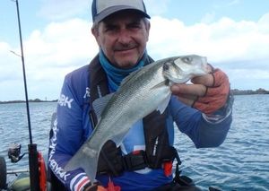European Bass (Seabass)