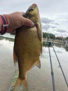 Common Bream
