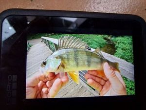 European Perch