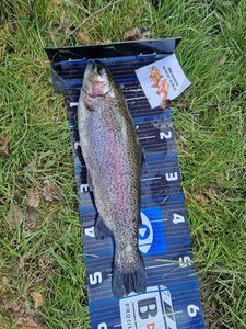 Rainbow Trout
