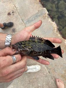 Goliath Grouper