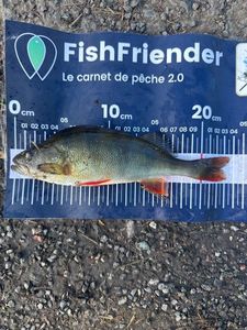 European Perch