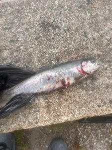 Rainbow Trout