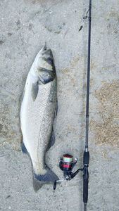 European Bass (Seabass)