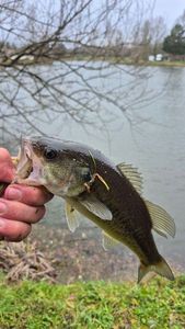 Largemouth Bass