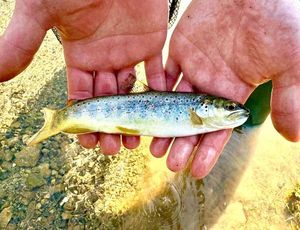 Brown Trout