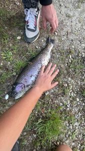 Rainbow Trout