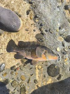 Ballan Wrasse