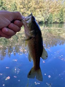 Largemouth Bass
