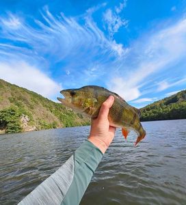 European Perch