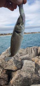 European Bass (Seabass)