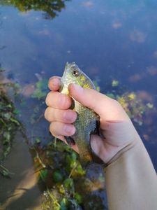 Bluegill