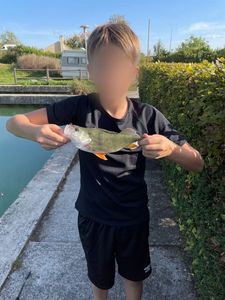 European Perch