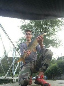Barbel