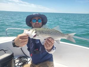 Spotted Seabass