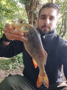 European Perch
