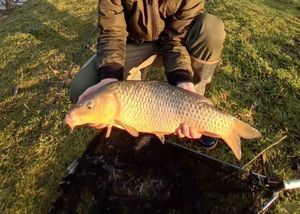 Common Carp