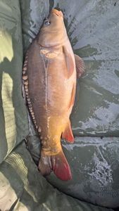 Mirror Carp