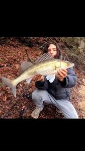Zander