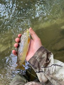 Brown Trout
