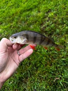 European Perch