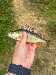 European Perch