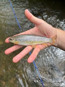 Brown Trout