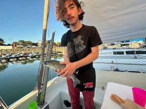 Thicklip Grey Mullet