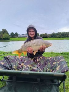 Common Carp