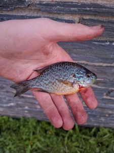 Pumpkinseed